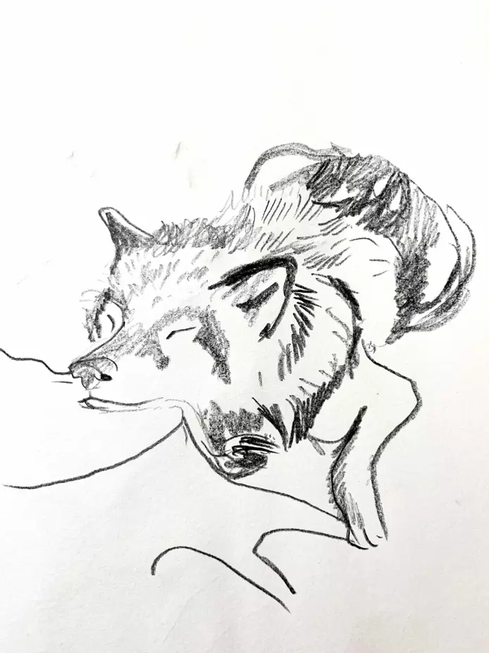 wolf, wolf drawn in pencil, sleeping wolf drawn in pencil